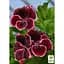 Саженец Agro-Market Пеларгония Королевская Aristo Red Beauty (контейнер №10 высота 10-20 см) (49114) 1 шт. в упаковке - миниатюра 3