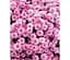 Саженец Agro-Market Хризантема мультифлора шаровидная Jasoda Pink (111950) 1 шт. - миниатюра 1