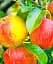 Саженец Agro-Market Яблоня Джулия (летний сорт, ранний срок созревания) 1 шт. в упаковке (39834) - миниатюра 1