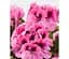 Саженец Agro-Market Пеларгония Королевская Aristo Light Pink Stipes (контейнер №10 высота 10-20 см) (49110) 1 шт. - миниатюра 1