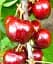 Саженец Agro-Market Черешня Фермина (Fermina) (летний сорт, среднепоздний срок созревания) 1 шт. в упаковке (101963) - миниатюра 1