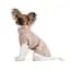 Светр Pet Fashion Sam для собак, L бежевий - мініатюра 2