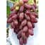 Саженец Agro-Market Виноград Ризамат (ранне-средний срок созревания, высокоурожайный сорт) 1 шт. в упаковке (20053) - миниатюра 3