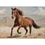 Пазлы трехслойные Interdruk Horses 2, 1000 шт. (384973) - миниатюра 4