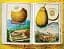 J. C. Volkamer. The Book of Citrus Fruits - миниатюра 10