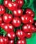Саженец Agro-Market Черешня Джерело (летний сорт, ранний срок созревания) 1 шт. в упаковке (39899) - миниатюра 1