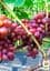 Саженец Agro-Market Виноград Вовчик (самый ранний срок созревания, очень большая кисть) 1 шт. в упаковке (48716) - миниатюра 2
