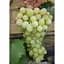 Саджанець Agro-Market Виноград Цитрон Магарача (винний) 1 шт. в упаковці (38137) - мініатюра 1