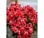 Саженец Agro-Market Пеларгония Королевская Aristo Mandarin (контейнер №10 высота 10-20 см) (52150) 1 шт. в упаковке - миниатюра 1