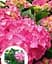 Гортензия Agro-Market Rosita Hydrangea macrophylla цветущая крупнолистная вазон С15 1 саженец в упаковке - миниатюра 4