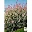 Саджанець Agro-Market Верба рожеволиста Flamingo (138664) - мініатюра 2