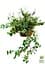 Саджанець Agro-Market Бересклет Форчуна 2-х річний Emerald Gaiety (висота 20-40см) (114816) - мініатюра 2