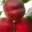 Саженец Agro-Market Персик Рич Мэй (39934) 1 шт. в упаковке - миниатюра 1