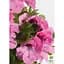 Саженец Agro-Market Пеларгония Королевская Aristo Light Pink Stipes (контейнер №10 высота 10-20 см) (49110) 1 шт. - миниатюра 2