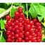 Саджанець Agro-Market Смородина червона Ровада укорінена у контейнері (ранній термін дозрівання) 1 саджанець (154025) - мініатюра 1