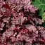 Саджанець Agro-Market Гейхера (Heuchera) Frost (145237) - мініатюра 1