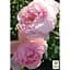 Троянда англійська Agro-Market The Alnwick Rose саджанець класу АА+ вищий сорт 1 шт. в упаковці (37123) - мініатюра 2