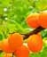 Саженец Agro-Market Абрикос Оранж ред (летний сорт, средний срок созревания) 1 шт. в упаковке (35990) - миниатюра 1