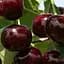 Саджанець Agro-Market Вишня Ксенія (літній сорт, середньостиглий термін дозрівання) (25618) 1 шт. в упаковці - мініатюра 1