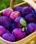 Саженец Agro-Market Слива Кишиневская ранняя (летний сорт, ранний срок созревания) 1 шт. в упаковке (45357) - миниатюра 1