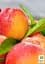Саджанець Agro-Market Нектарин Бурштиновий (лисий персик) 1 шт. в упаковці (40029) - мініатюра 2