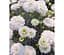 Саженец Agro-Market Аргирантемум Aramis Double White (контейнер №10 высота 15 см) (177101) 1 шт. в упаковке - миниатюра 1