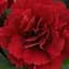 Гвоздика Махрова "Oscar Dark Red" (188811) 1 саженец - мініатюра 1