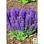 Саженец Agro-Market Шалфей Дубравно Blue Bouquetta (180053) 1 шт. - миниатюра 2