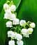 Ландыш Кейске Agro-Market Convallaria keiskei 1 шт. (25955) - миниатюра 1
