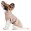 Свитер для собак Pet Fashion Sam S бежевый (PR442461) - миниатюра 3