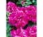 Саженец Agro-Market Пеларгония ампельная Dark Neon Violet (контейнер №10 высота 10-20 см) (48366) 1 шт. в упаковке - миниатюра 1