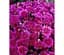 Саженец Agro-Market Хризантема Lobell Purple (мультифлора ранняя) (48766) 1 шт. в упаковке - миниатюра 1