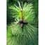 Саджанець Agro-Market Сосна Орегонська Pinus Ponderosa 1 шт. в упаковці (100045) - мініатюра 1