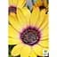 Саженец Agro-Market Остеоспермум Tropic Sun (176658) 1 шт. в упаковке - миниатюра 2