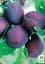 Саженец Agro-Market Слива Мамочка (летний сорт, ранний срок созревания) 1 шт. в упаковке (39963) - миниатюра 2