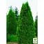 Саджанець Agro-Market Туя західна Smaragd (Thuja occidentalis Smaragd) C2, висота 30-40см (62744) - мініатюра 4