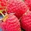 Малина Agro-Market "Poemat" (ремонтантний сорт, десертної польської селекції) 1-річний саджанець (189504) 1 шт в упаковці - мініатюра 1