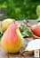 Саженец Agro-Market Груша Янтарная (осенний сорт, средний срок созревания) 1 шт. в упаковке (177320) - миниатюра 2