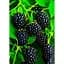 Саженец Agro-Market Ежевика Оркан (Orcan) (ранний срок созревания) 1 шт. в упаковке (46144) - миниатюра 3