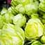 Троянда дрібноквіткова (спрей) Agro-Market Lovely Green саджанець класу АА+ вищий сорт 1 шт. в упаковці (51929) - мініатюра 1