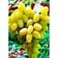 Саджанець Agro-Market Виноград Аркадія (ранній термін дозрівання, один з кращих сортів в Україні) 1 шт. в упаковці (17684) - мініатюра 3