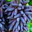 Саджанець Agro-Market Виноград Відьмині пальці (Witch Fingers) унікальний сорт) 1 шт. в пакуванні (105199) - мініатюра 1