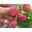 Саджанець Agro-Market Малина Брусвяна (ремонтантний високоврожайний сорт) 2 шт. в упаковці (17669) - мініатюра 2