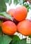 Саджанець Agro-Market Абрикос Фарбелі (літній сорт, пізній термін дозрівання) 1 шт. в упаковці (61916) - мініатюра 2