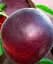 Саженец Agro-Market Абрикос Черный Персиковый (летний сорт, поздний срок созревания) 1 шт. в упаковке (39859) - миниатюра 1