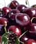Саджанець Agro-Market Черешня темно-червона Міа (Mia) (преміальний реально смачний сорт) 1 шт. в упаковці (49955) - мініатюра 1
