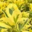 Саджанець Agro-Market Бересклет Японський Aureomarginata (52062) - мініатюра 1