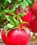 Саженец Agro-Market Гранат Гринго (Gringo) без кислинки рано плодоносит рубиново-красный 1 шт. в упаковке (48121) - миниатюра 1