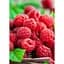 Саджанець Agro-Market Малинове дерево Малинова насолода (Сrimson delight) (преміальний, плодоносний, високоврожайний сорт) 1 шт. в упаковці (47689) - мініатюра 2