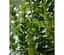 Саджанець Agro-Market Самшит вічнозелений Buxus sempervirens 2-х річний (38114) 1 шт. в упаковці - мініатюра 1